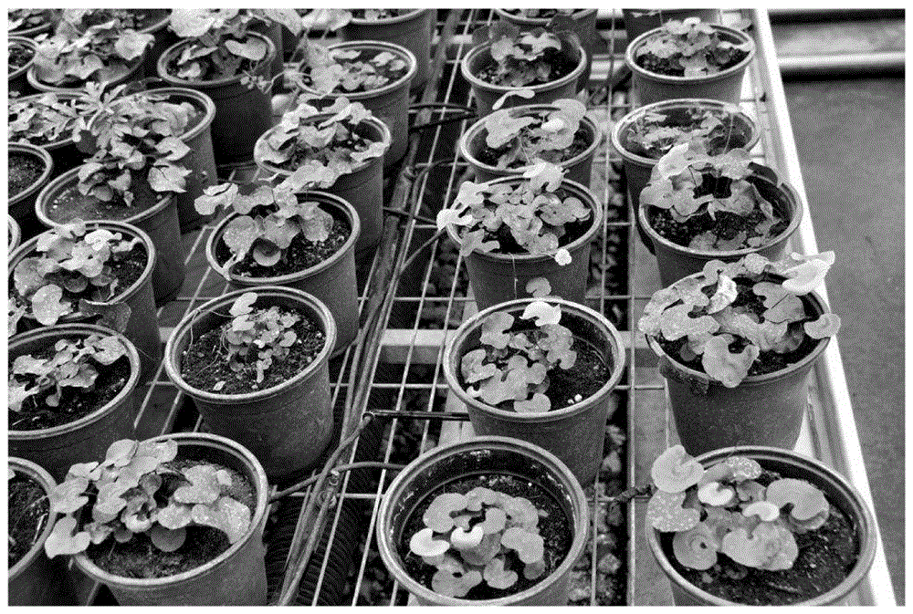 Seeding and propagating method of lotus leaf adiantum spore