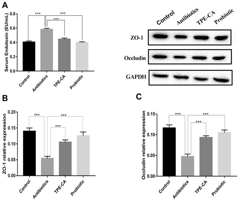 Application of total phenolic extract of Citrus aurantium in the preparation of intestinal protection medicine