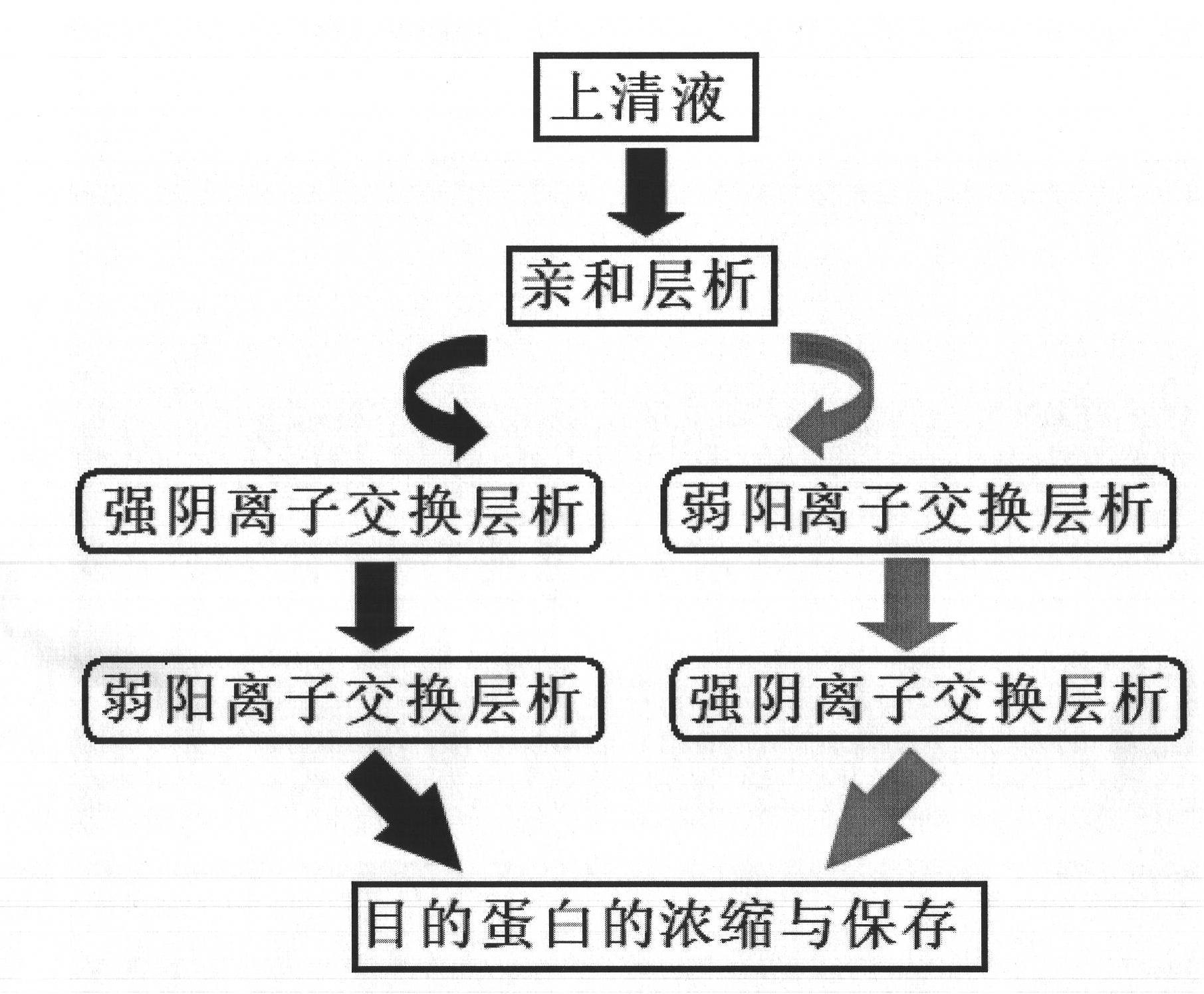 Purification method for recombinant human interferon beta-1a