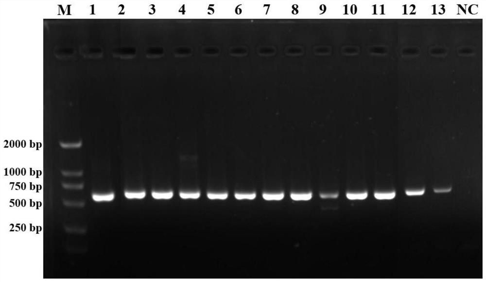 A specific ss-coi primer pair, identification kit and rapid identification method for the coffee berry bark beetle