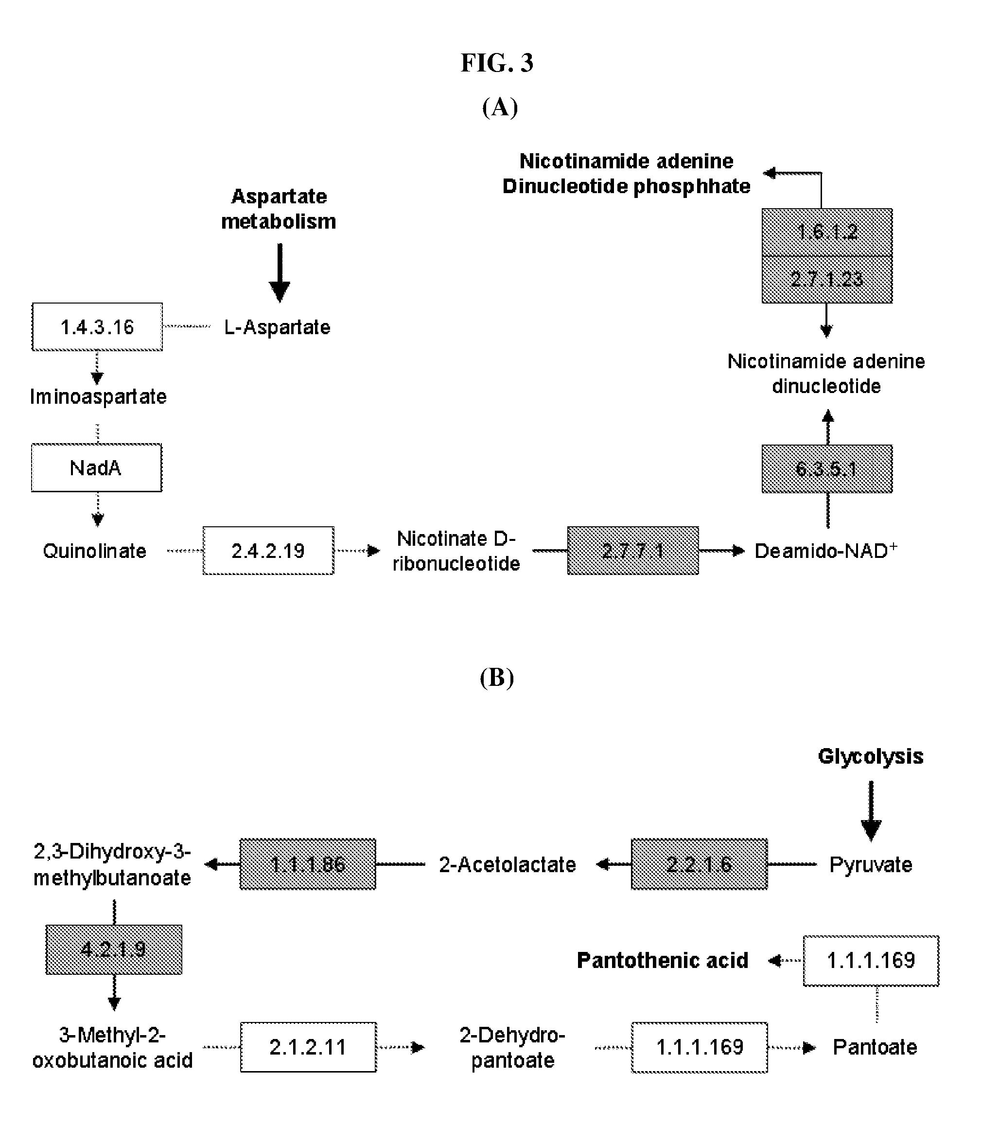 Method for developing culture medium using genome information and in silico analysis