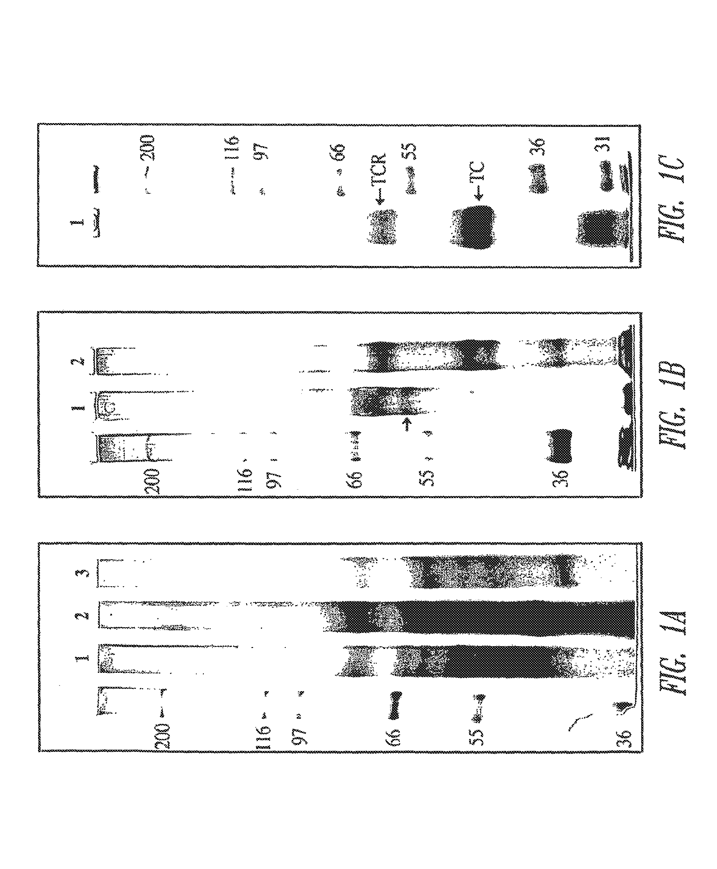 Transcobalamin receptor polypeptides, nucleic acids, and modulators thereof, and related methods of use in modulating cell growth and treating cancer and cobalamin deficiency