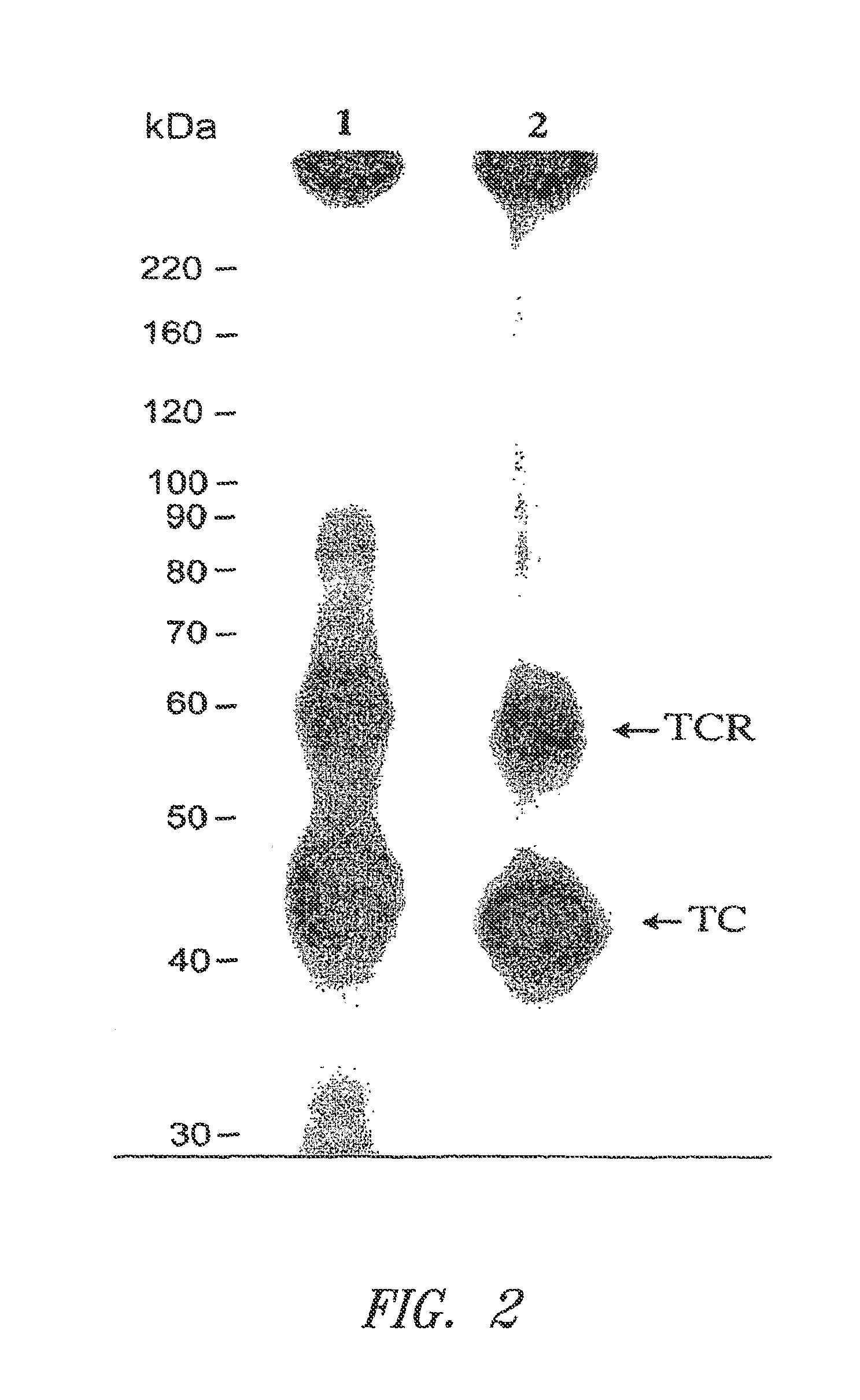 Transcobalamin receptor polypeptides, nucleic acids, and modulators thereof, and related methods of use in modulating cell growth and treating cancer and cobalamin deficiency