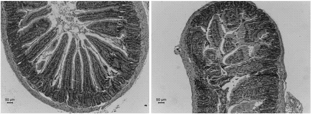 Method for building mouse acute radiation duodenitis model