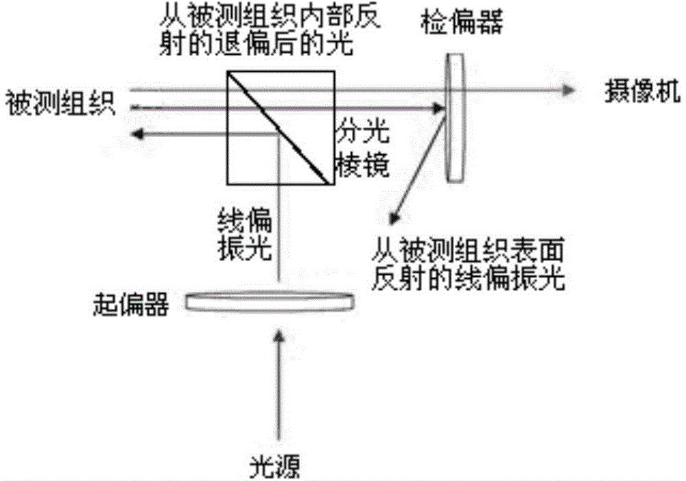 Device and method for detecting human body microcirculation by means of orthogonal polarization spectral imaging