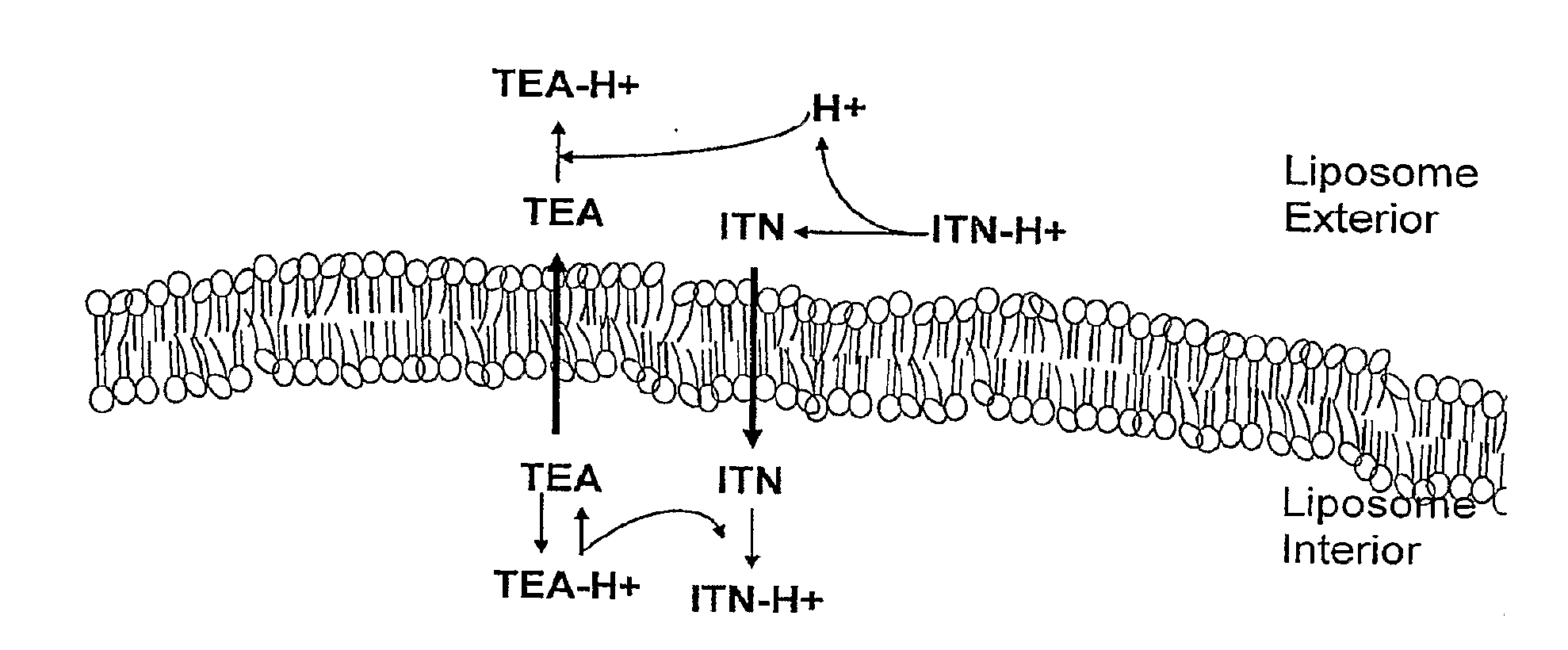 Liposomal formulations comprising secondary and tertiary amines and methods for preparing thereof