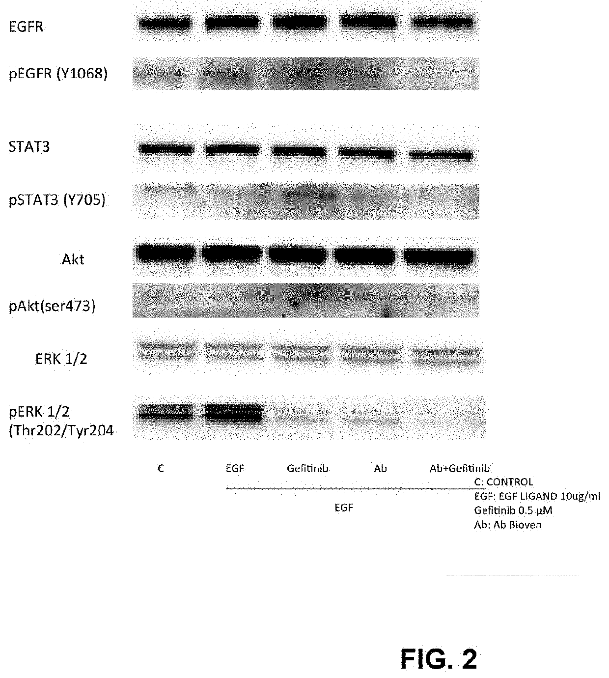 Methods and compositions for inhibition of egf/egfr pathway in combination with tyrosine kinase inhibitors