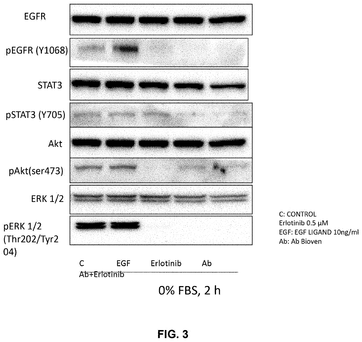 Methods and compositions for inhibition of egf/egfr pathway in combination with tyrosine kinase inhibitors