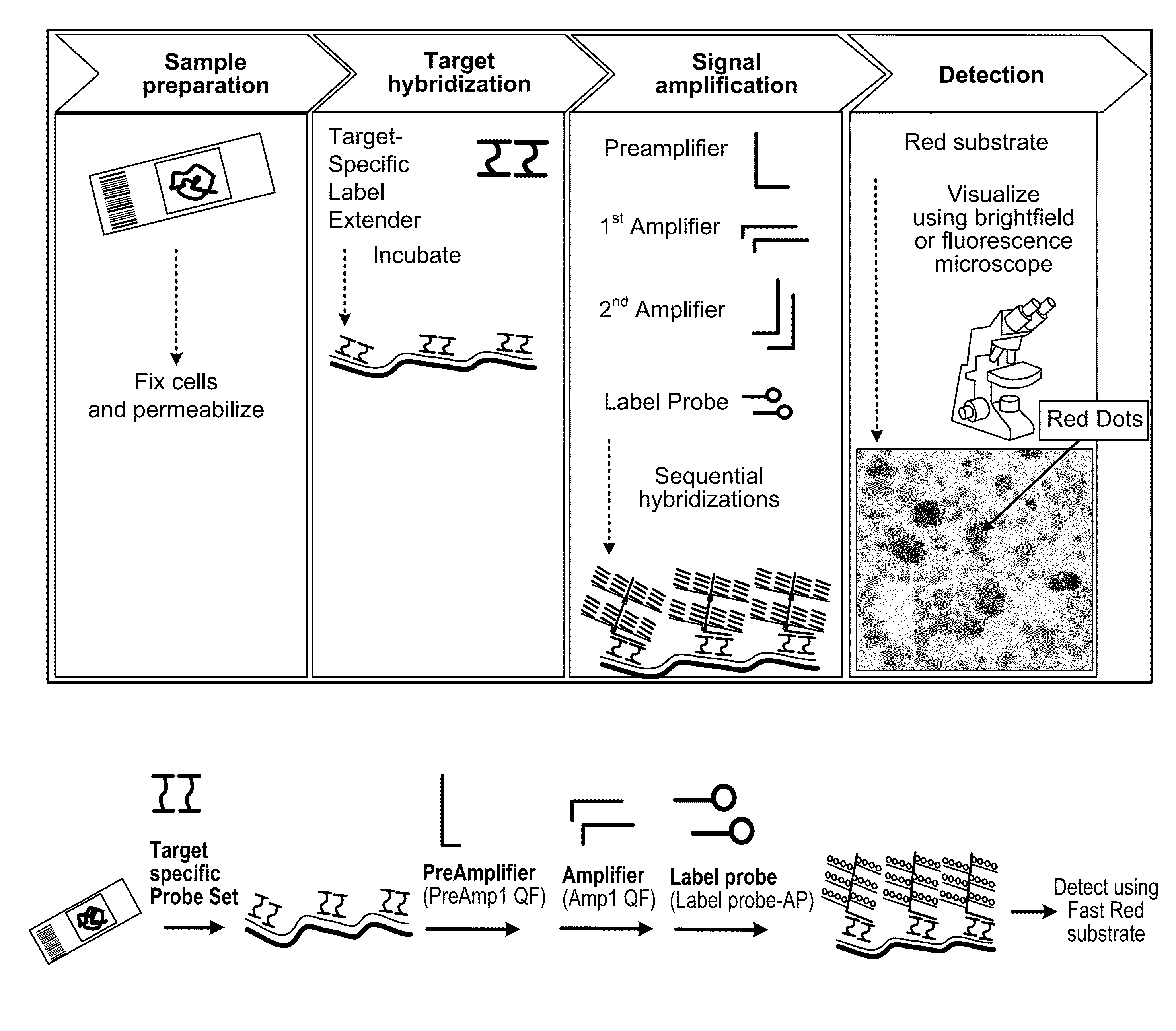 Methods for diagnosing igg4-related disease