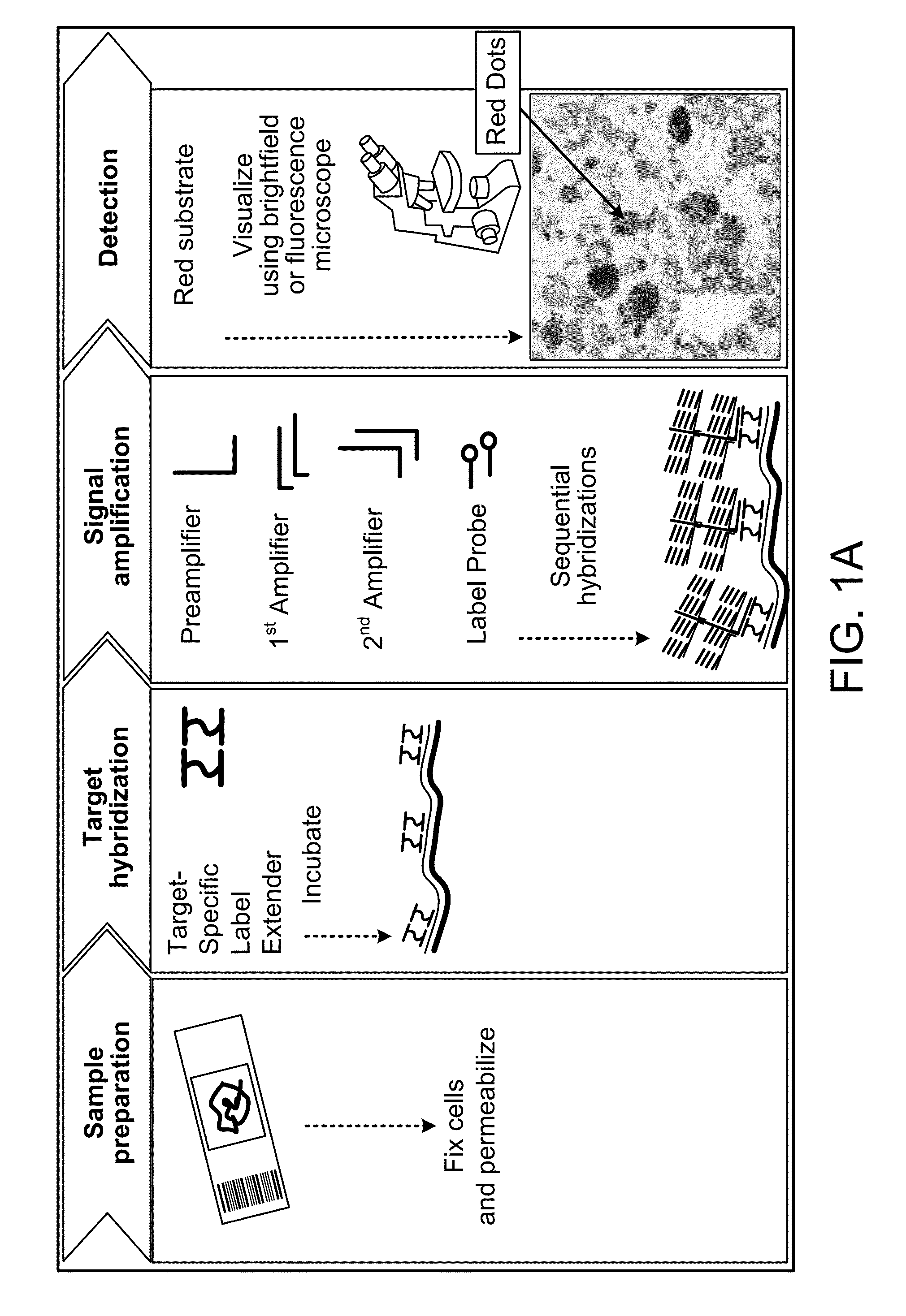 Methods for diagnosing igg4-related disease