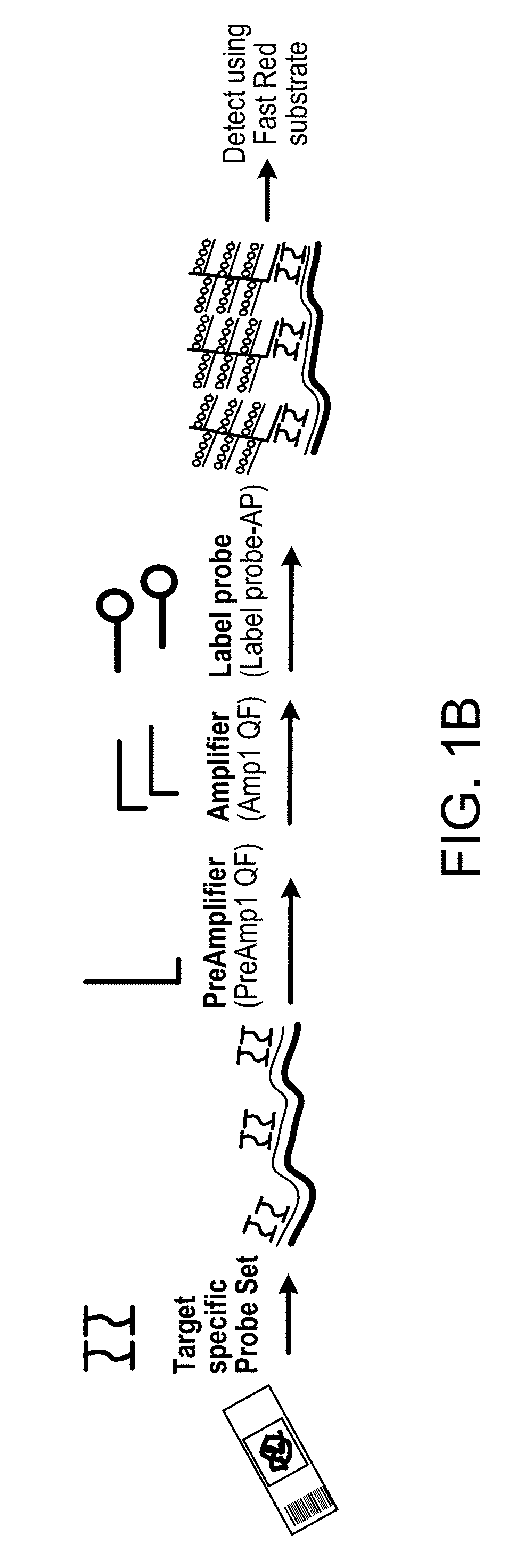 Methods for diagnosing igg4-related disease