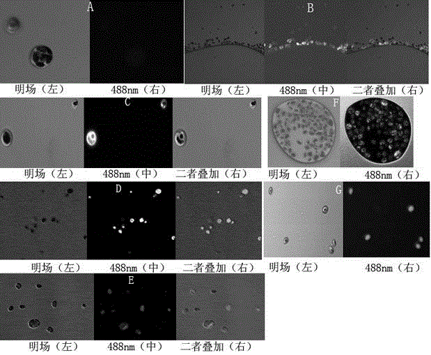 Method of screening high grease algae from natural water body