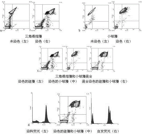 Method of screening high grease algae from natural water body