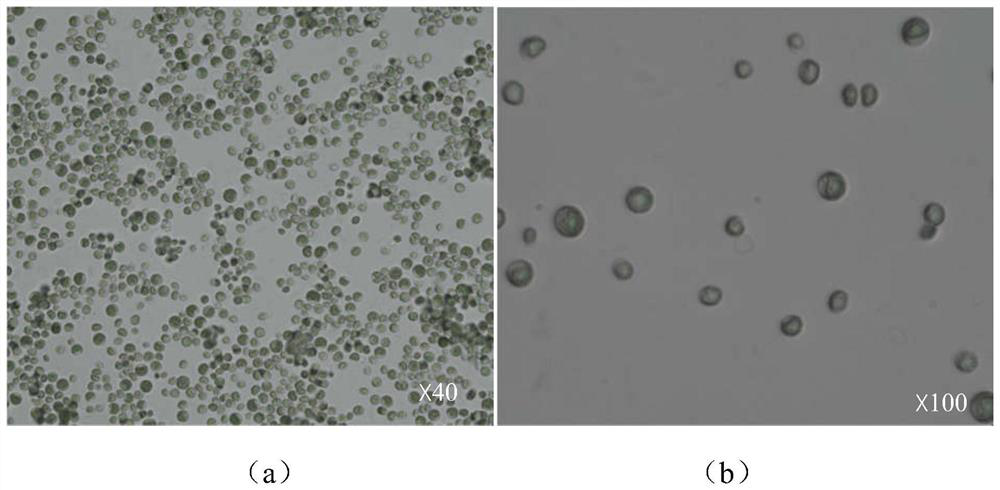 Soil microalgae of mining area, separation and purification method for soil microalgae of mining area and application of soil microalgae of mining area