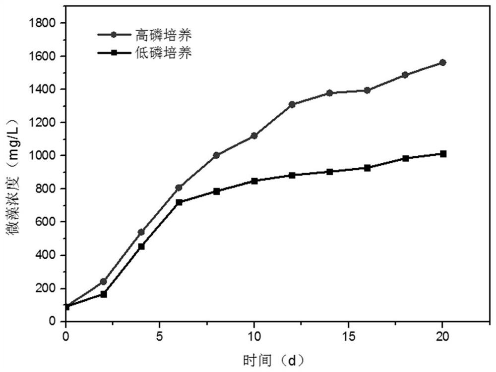 Soil microalgae of mining area, separation and purification method for soil microalgae of mining area and application of soil microalgae of mining area