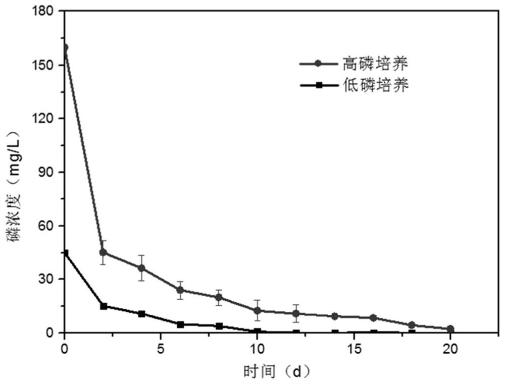 Soil microalgae of mining area, separation and purification method for soil microalgae of mining area and application of soil microalgae of mining area