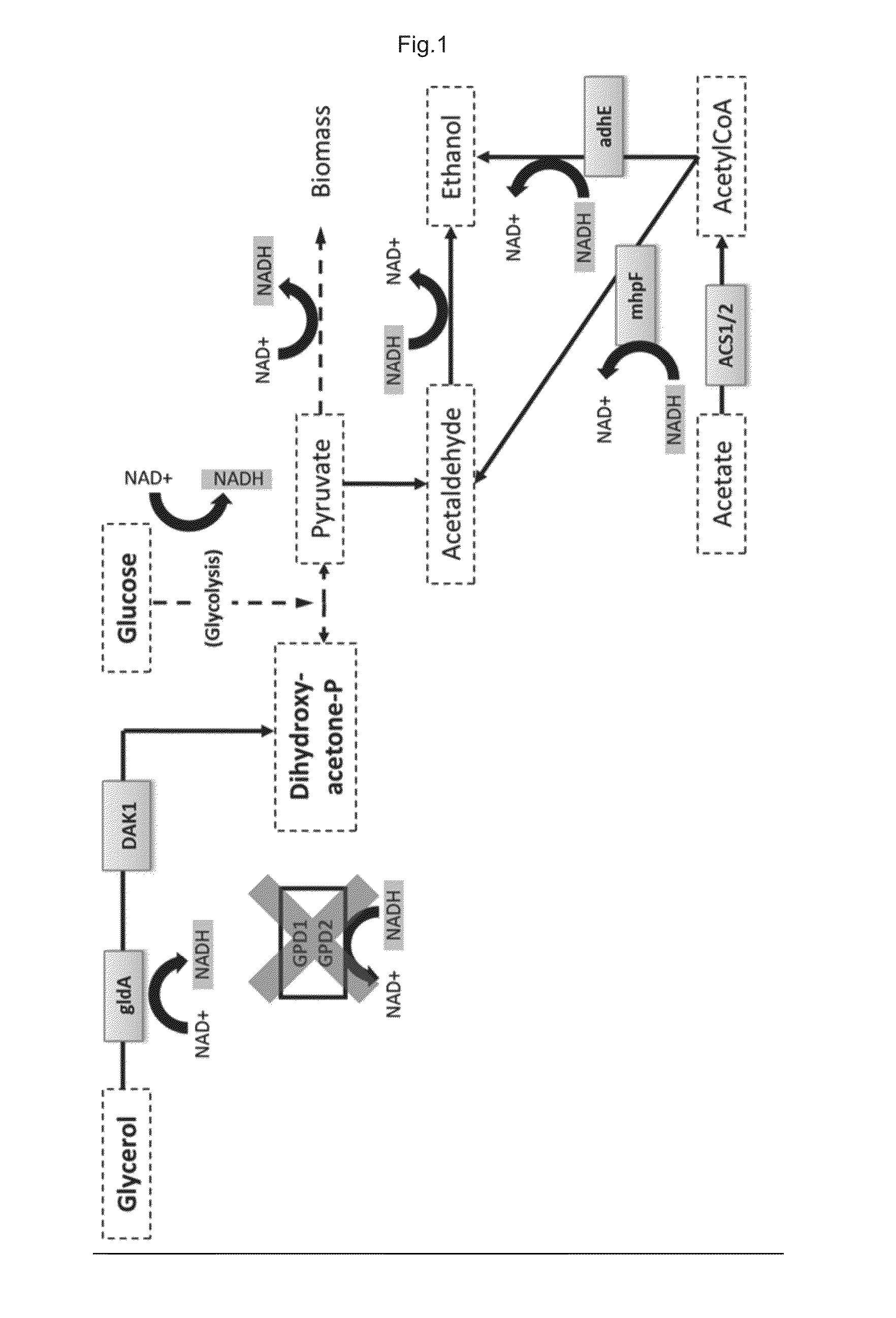 Glycerol and acetic acid converting yeast cells with improved acetic acid conversion