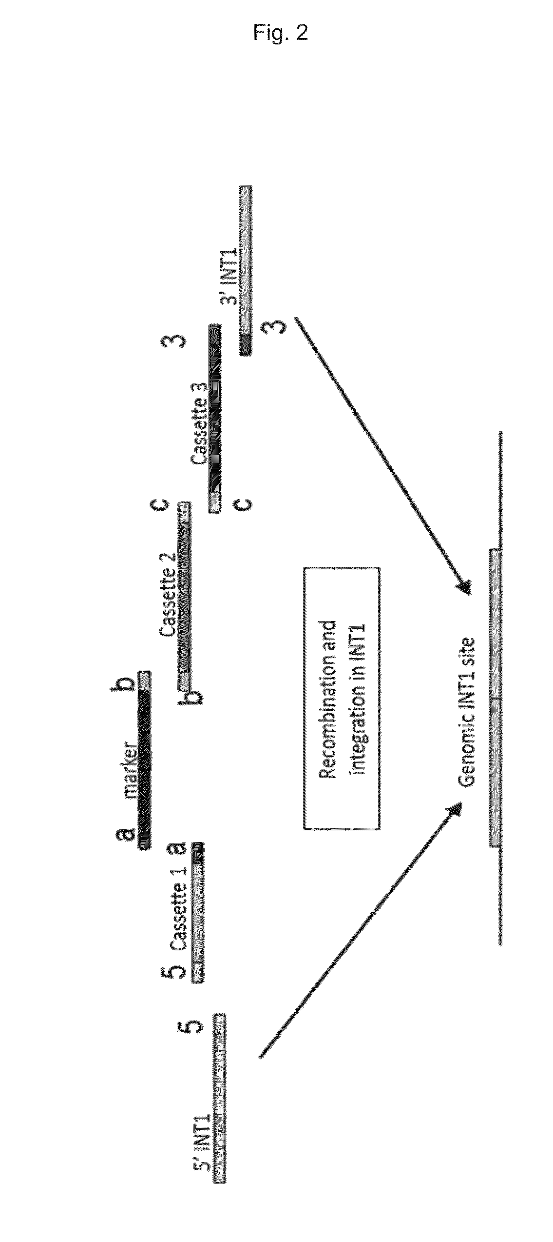 Glycerol and acetic acid converting yeast cells with improved acetic acid conversion