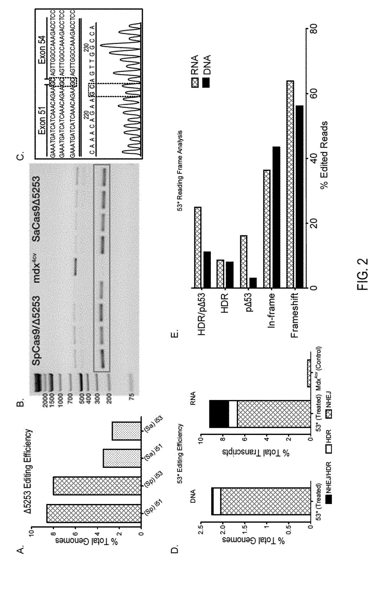 Muscle-specific crispr/cas9 editing of genes