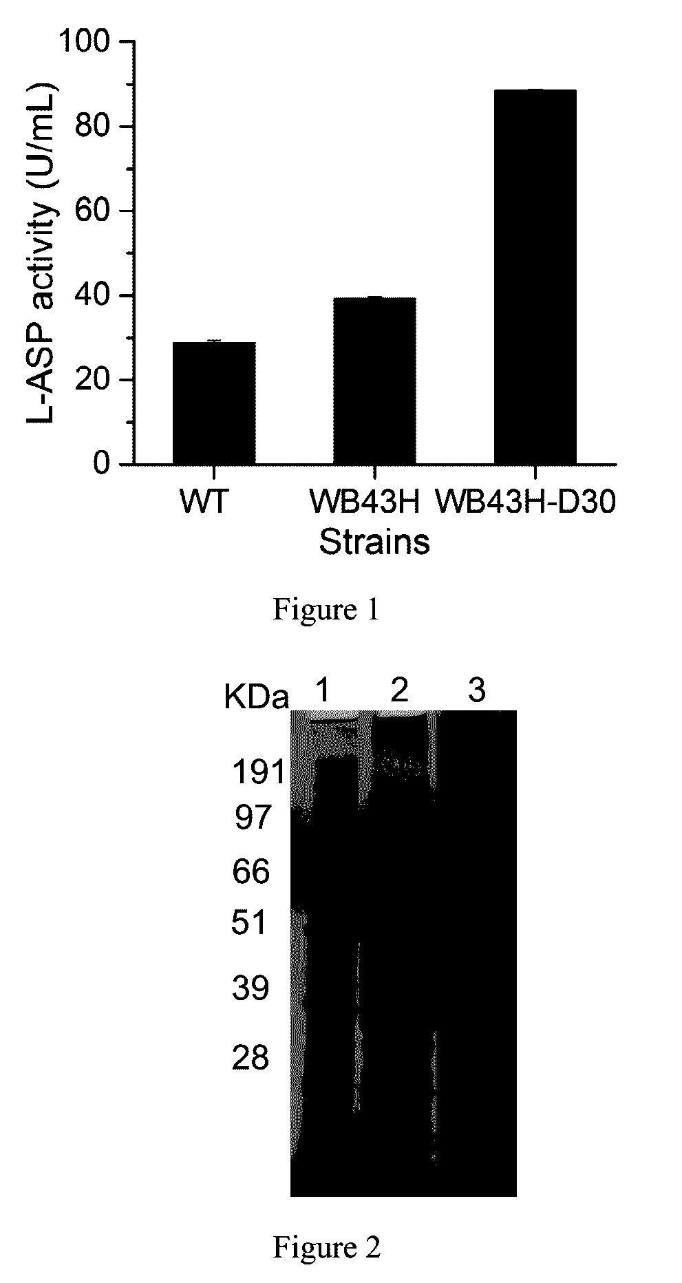 Mutant with enhanced secretion of L-asparaginase and its application