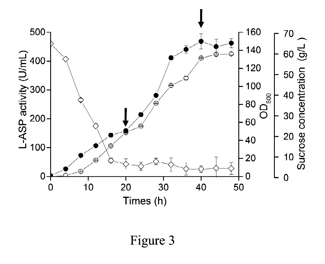 Mutant with enhanced secretion of L-asparaginase and its application