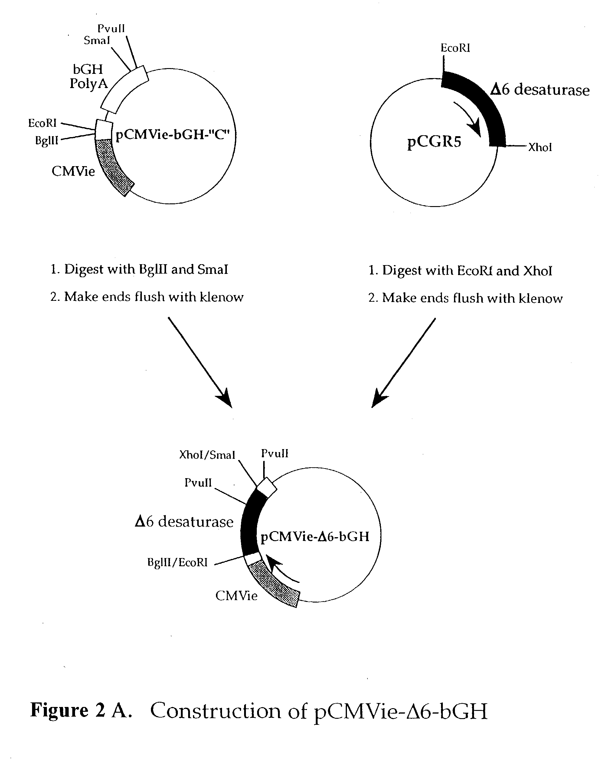 Compositions and methods for the synthesis of fatty acids, their derivatives and downstream products