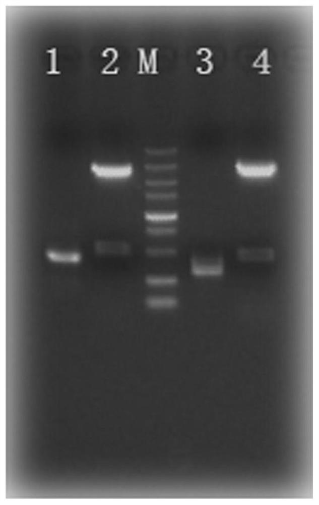 Highly neutralizing active anti-sars-cov-2 fully human monoclonal antibody and its application