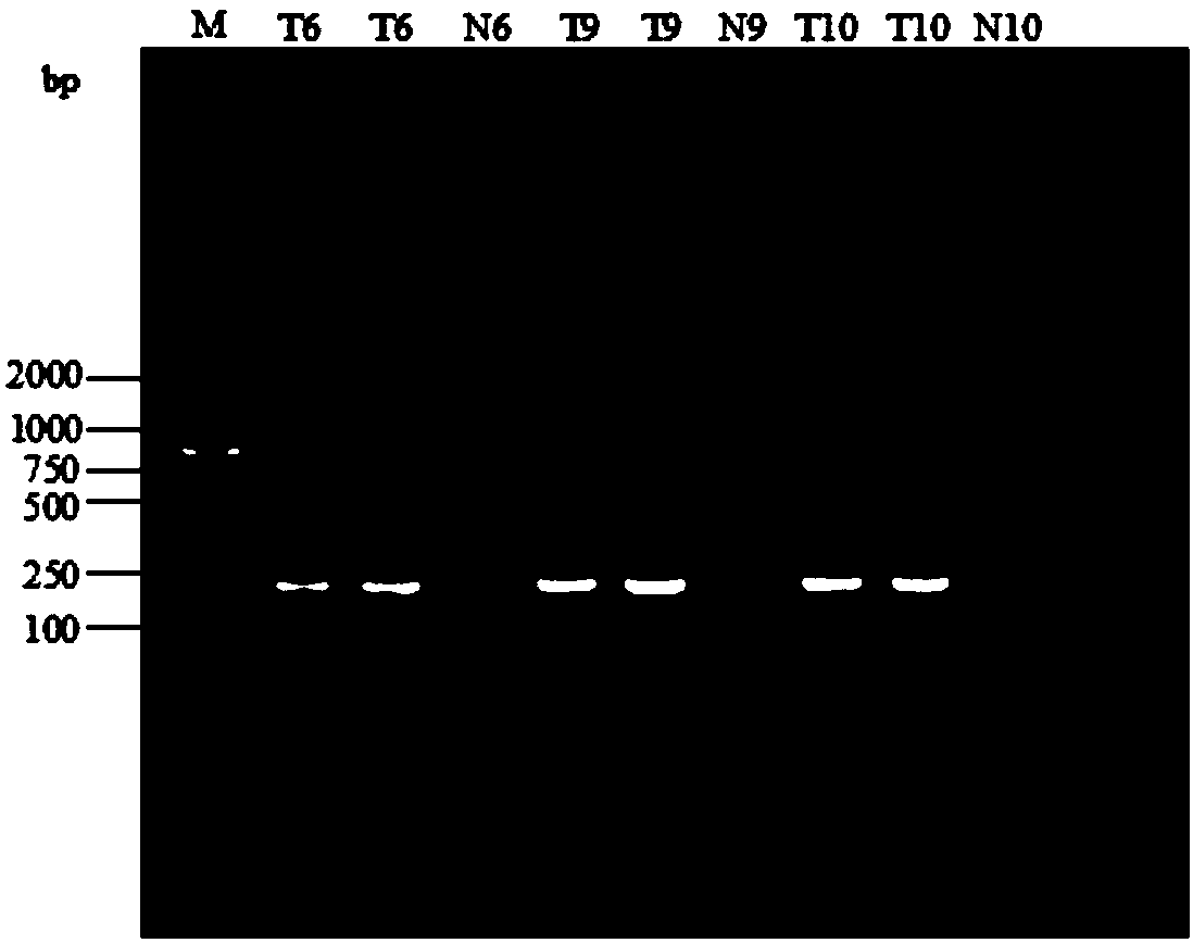 Direct-spread RPA (recombinase polymerase amplification) on-site visibility detection method