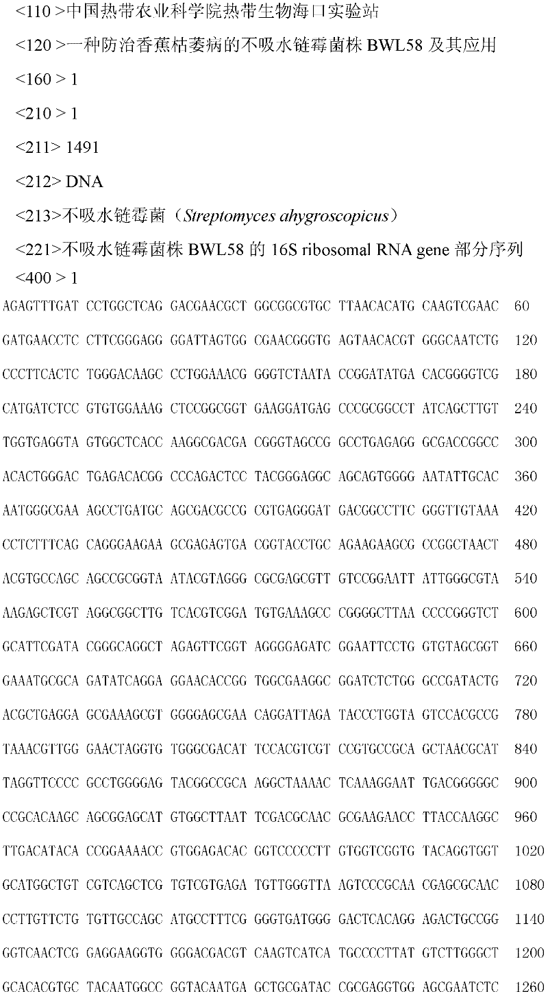 Nonabsorbent streptomyces ahygroscopicus strain BWL58 for preventing and treating banana vascular wilt and application thereof