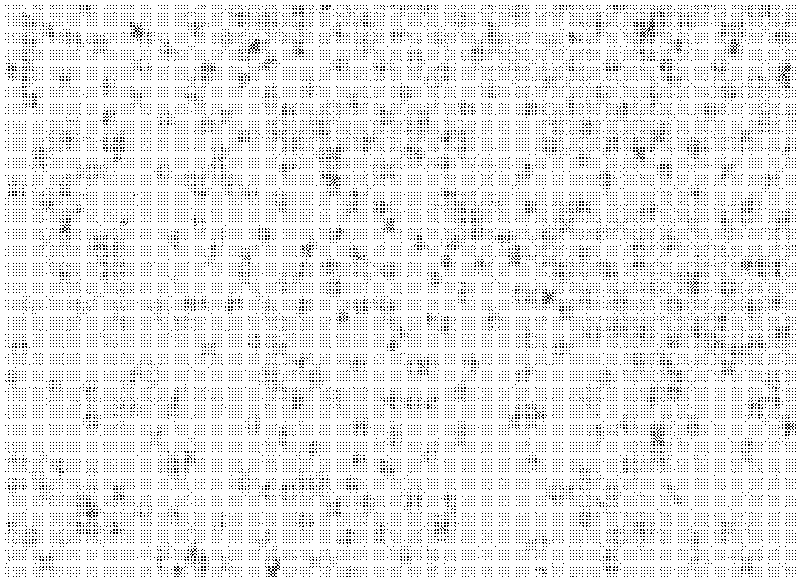 Method for culturing human limbal stem cell graft