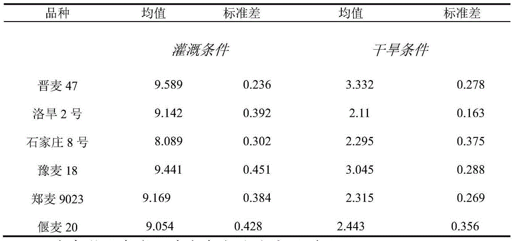 Water-saving wheat variety identification screening method