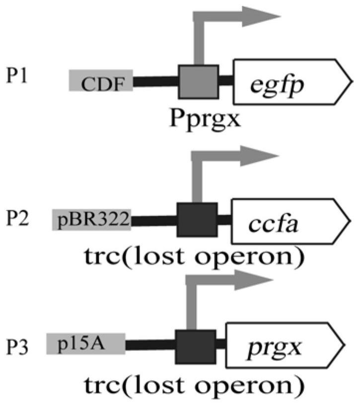 Enterococcus faecalis quorum sensing gene switch system constructed in escherichia coli as well as expression vector, engineering bacteria and application thereof