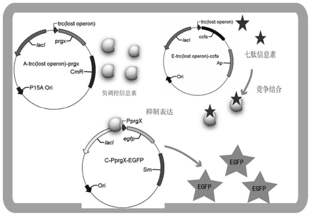 Enterococcus faecalis quorum sensing gene switch system constructed in escherichia coli as well as expression vector, engineering bacteria and application thereof