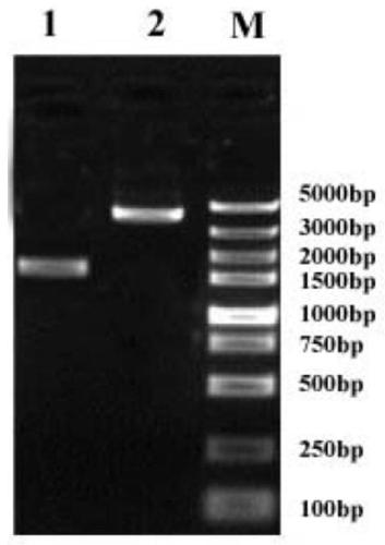 A kind of beet armyworm vitellogenin receptor, its specific peptide chain, carrier, bacterial strain and application