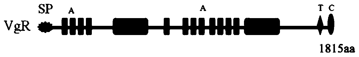 A kind of beet armyworm vitellogenin receptor, its specific peptide chain, carrier, bacterial strain and application