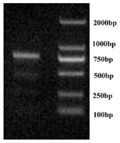 A kind of beet armyworm vitellogenin receptor, its specific peptide chain, carrier, bacterial strain and application