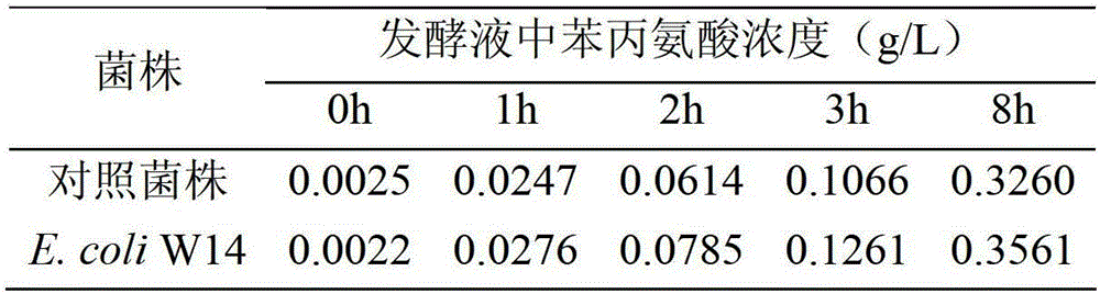 Method for enhancing L-phenylalanine exocytosis of escherichia coli