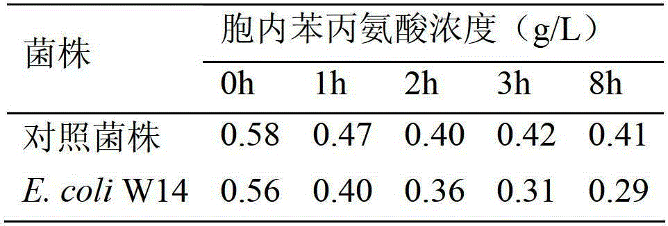 Method for enhancing L-phenylalanine exocytosis of escherichia coli