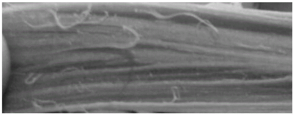 High-water textured protein processing method for wheat