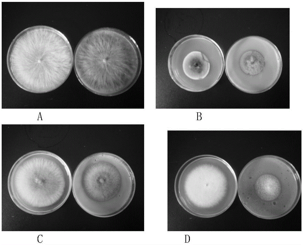 Method for preparing antibacterial biological pesticide by using psidium guajava linn leaf extract