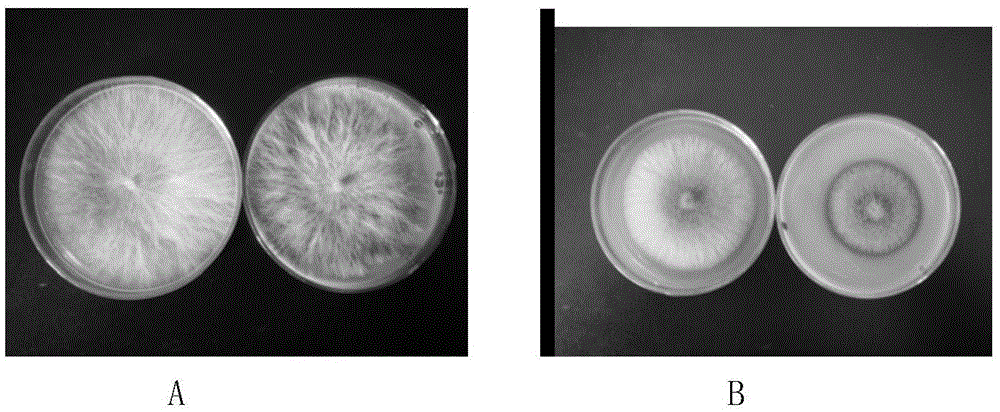 Method for preparing antibacterial biological pesticide by using psidium guajava linn leaf extract