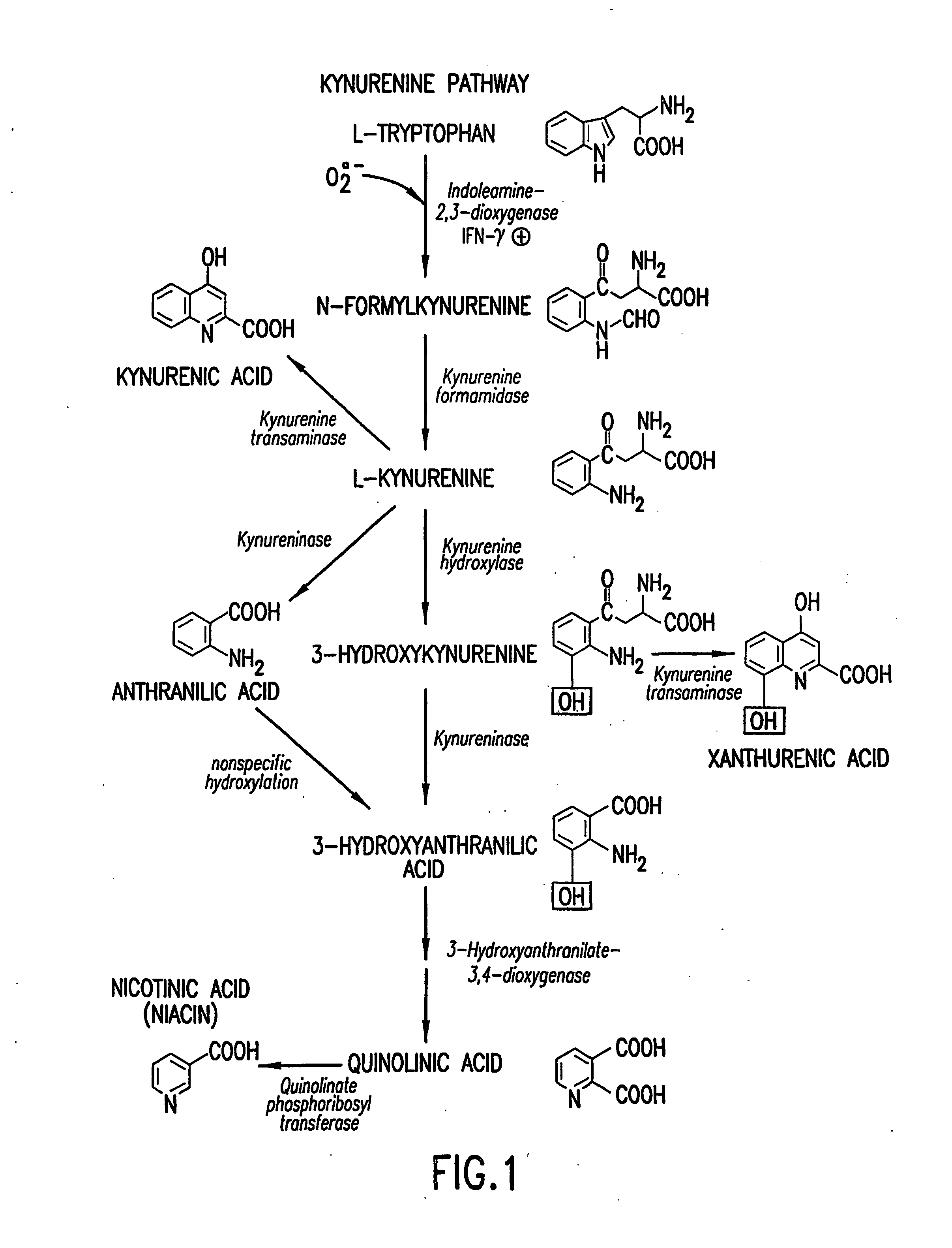 Method for the identification of agents that inhibit or promote cataracts and uses thereof