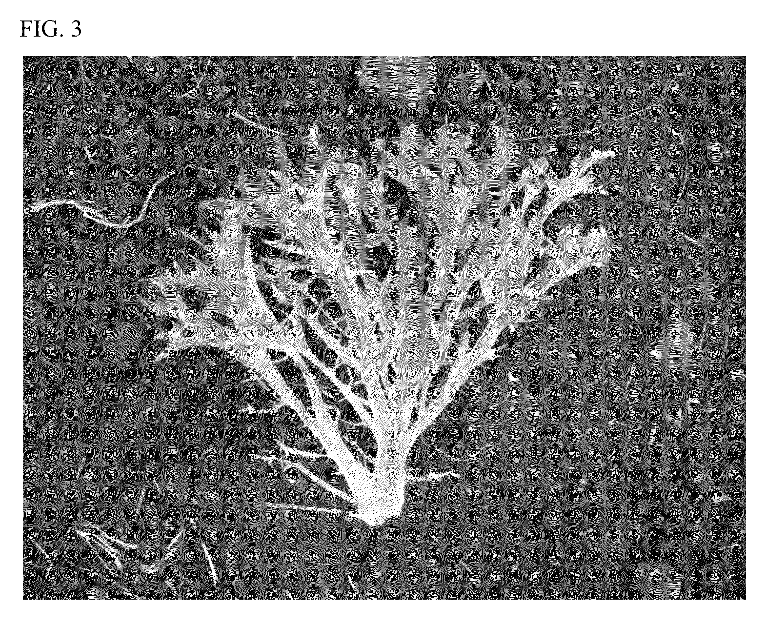 Lettuce variety 79-33 RZ, excite RZ