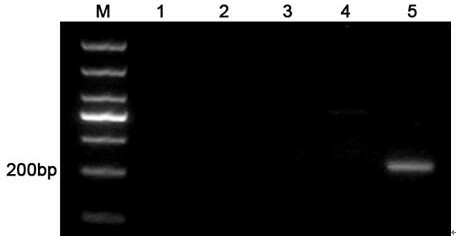 Specific primers and identification methods for identifying Rhodiola grandiflora in the Mila Mountain area of ​​Tibet