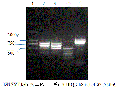 Chilo suppressalis larva midgut cell line with high yield of baculovirus