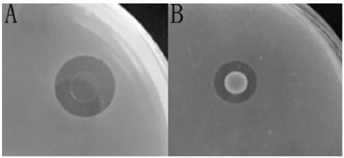 Prawn intestinal enterococcus strain as well as screening method and application thereof