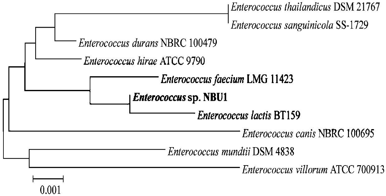 Prawn intestinal enterococcus strain as well as screening method and application thereof