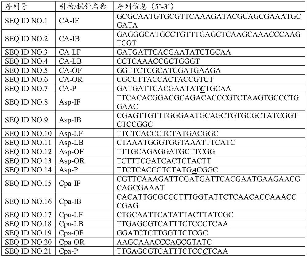 Kit for isothermal detection of fungal pathogens of respiratory tract infection with enzyme-cleavage probe