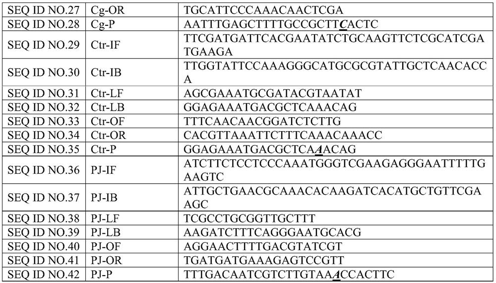 Kit for isothermal detection of fungal pathogens of respiratory tract infection with enzyme-cleavage probe