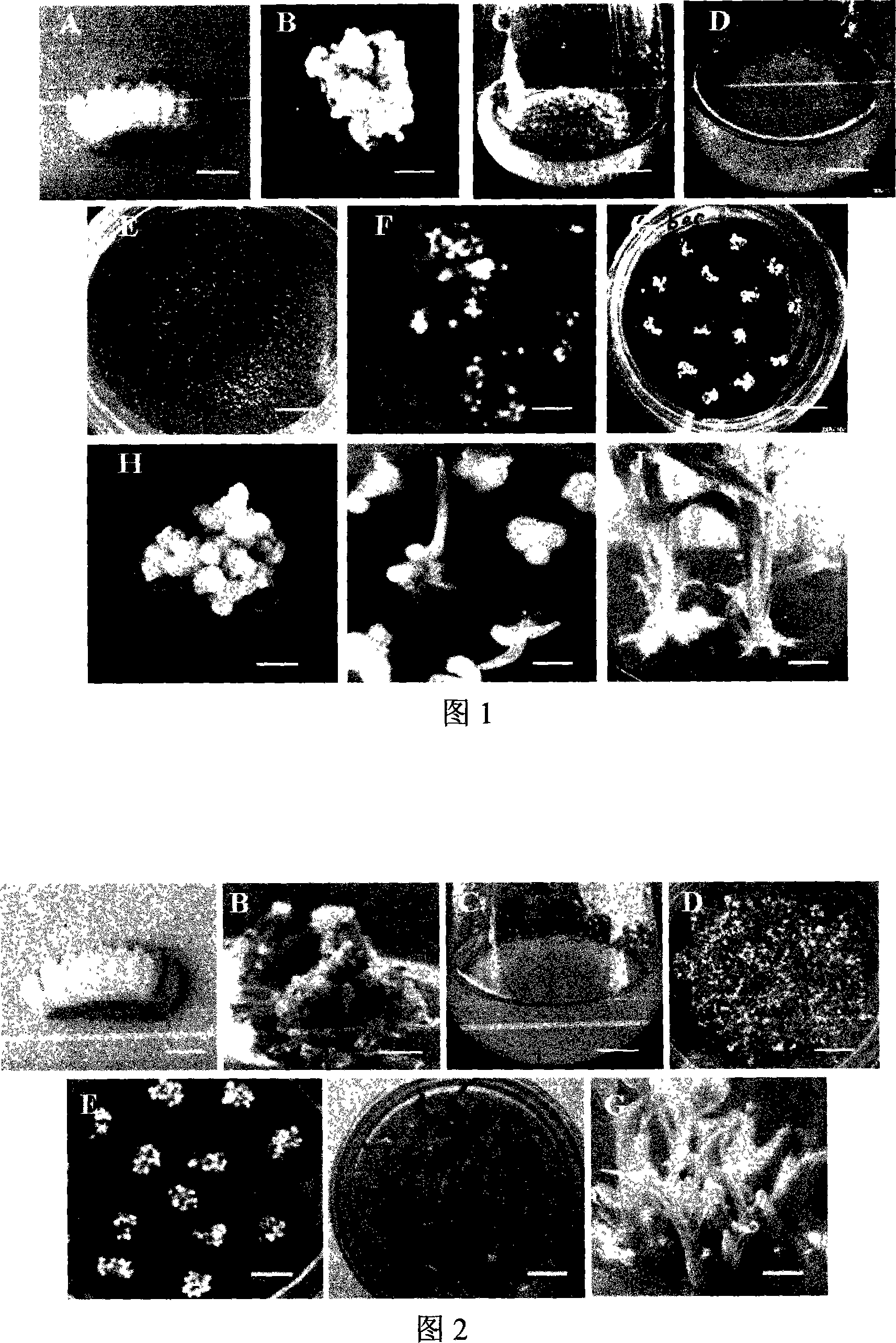 Method for establishing high-efficiency somatic cell embryogenesis regeneration plant of plantain banana and Brazilian banana